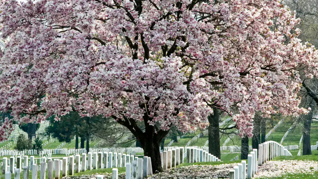 Cherry blossom tree in a cemetery with white headstones and lush greenery.